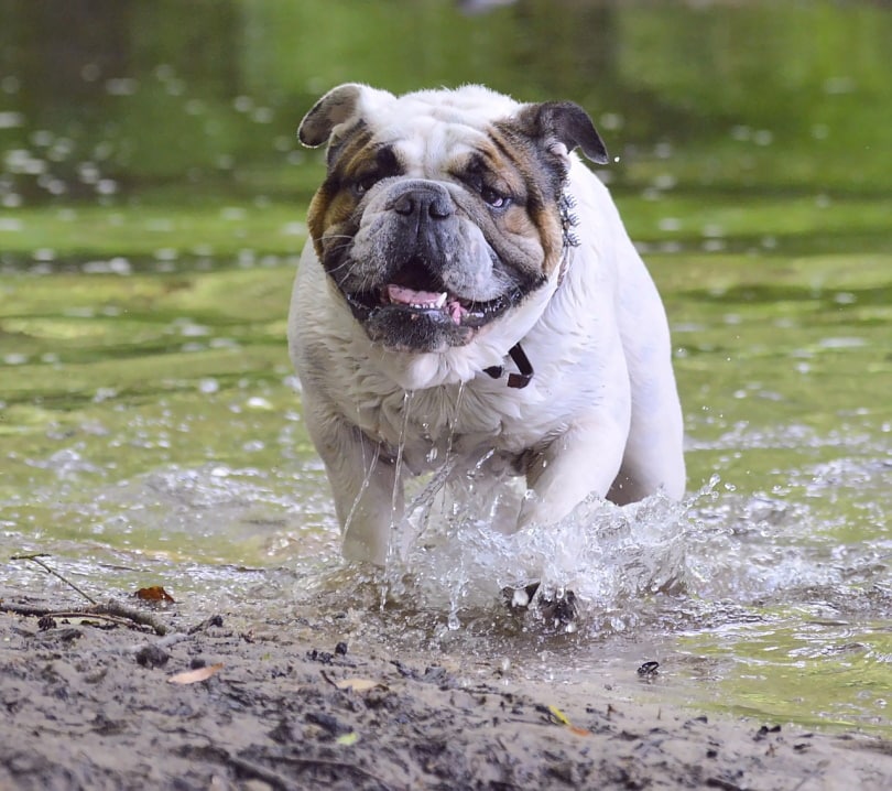 Bulldog after a swim