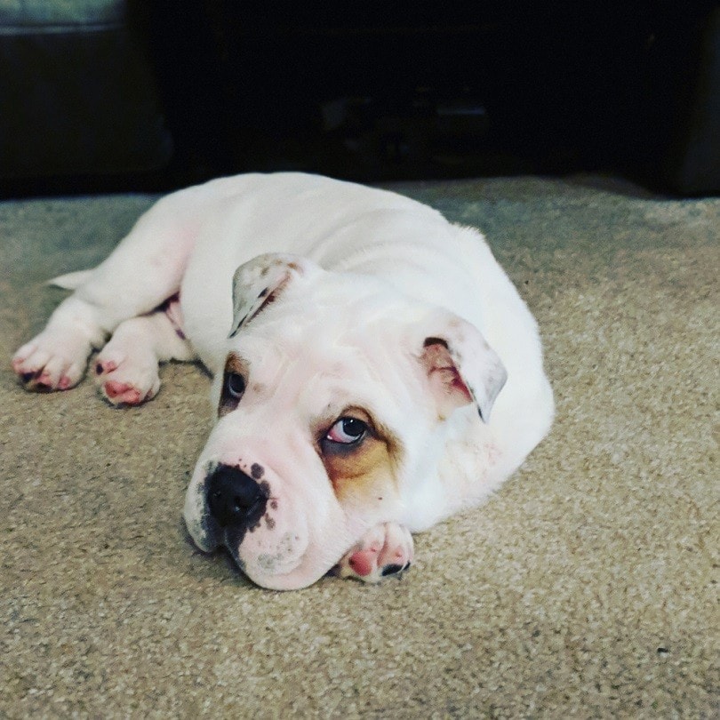 Bullpei-puppy_Gracie1996_shutterstock