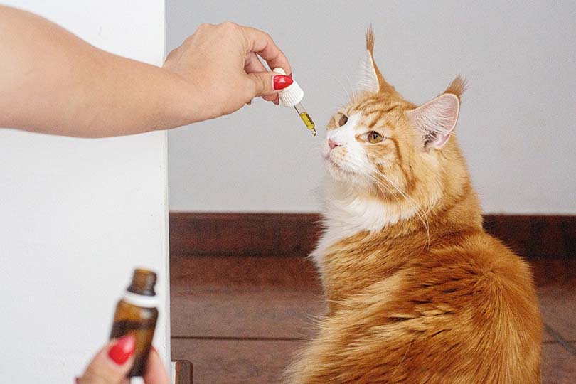 CBD Oil For Cats