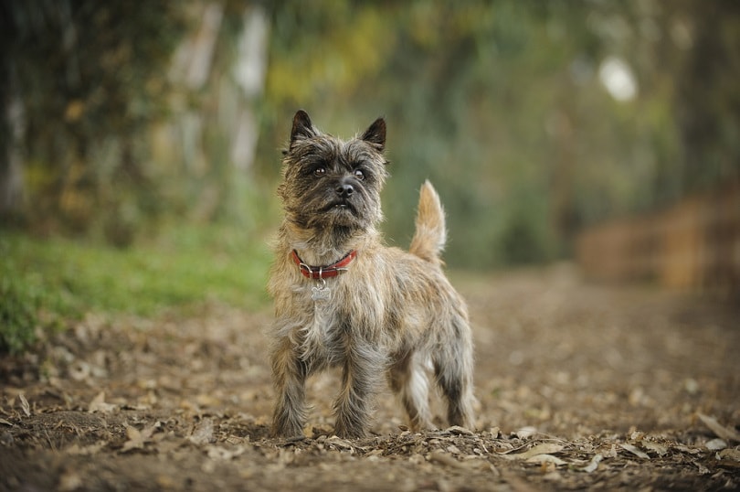 Cairn Terrier dog standing outdoors