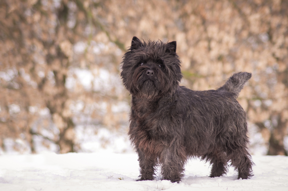 Cairn terrier dog posing outside in the park