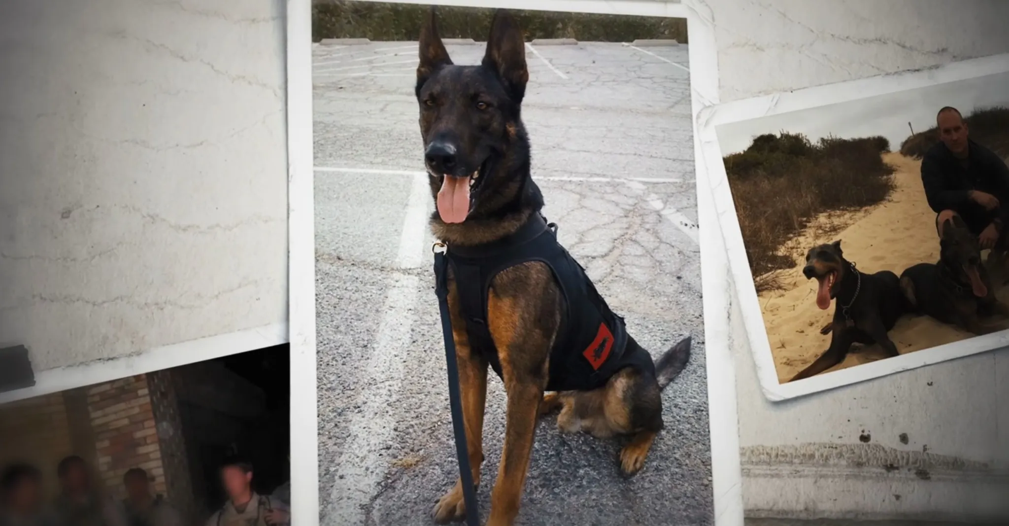 Cairo the Military Dog
