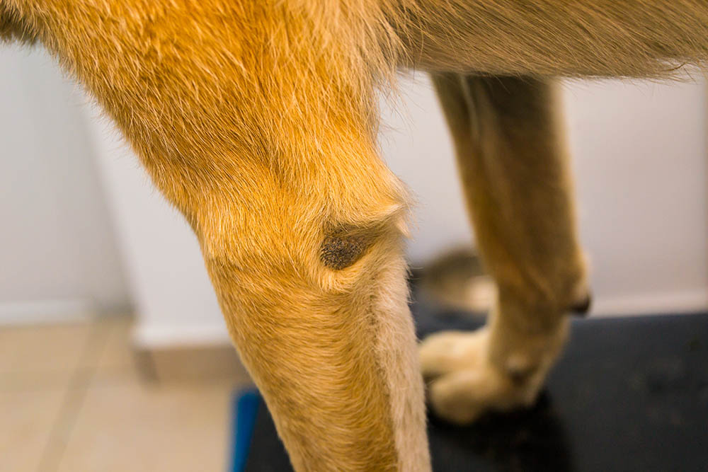 Callus pyoderma of the elbow in a two-year-old dog