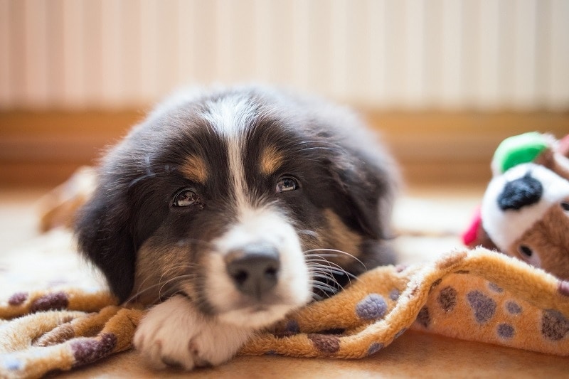 A calm dog
