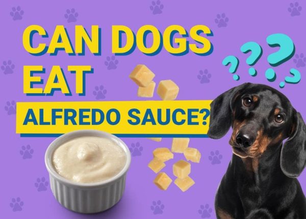 Can Dogs Eat Alfredo Sauce