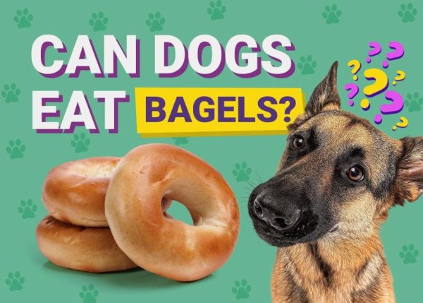 Can Dogs Eat_bagels