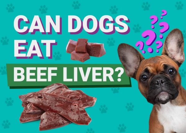 Can Dogs Eat_beef liver