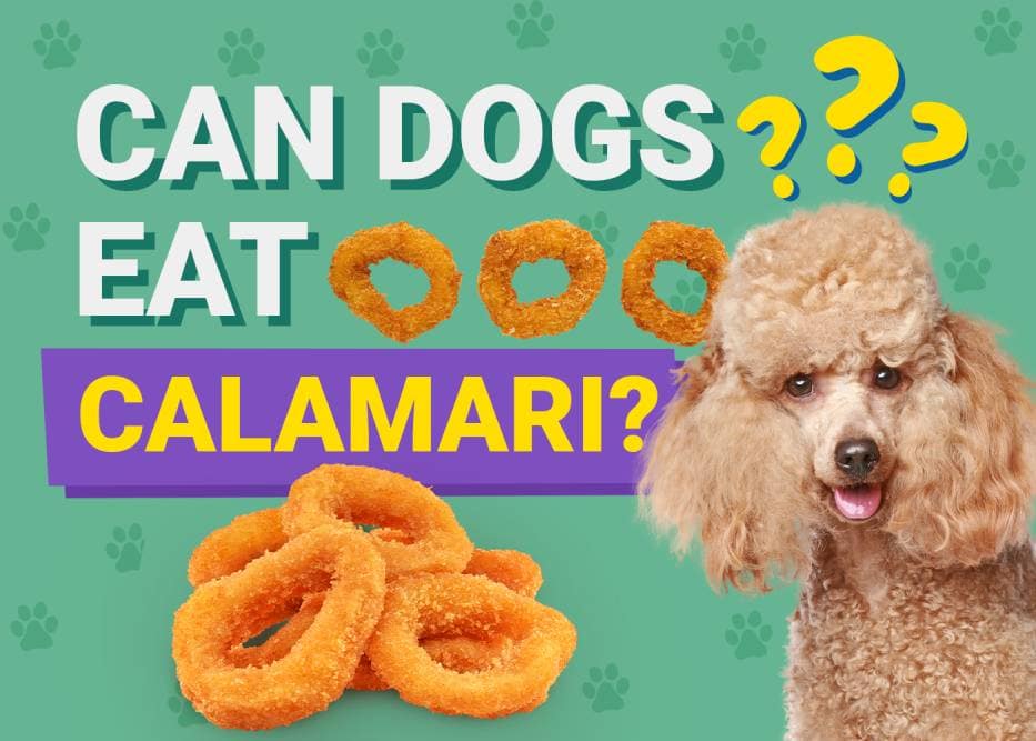 Can Dogs Eat_calamari