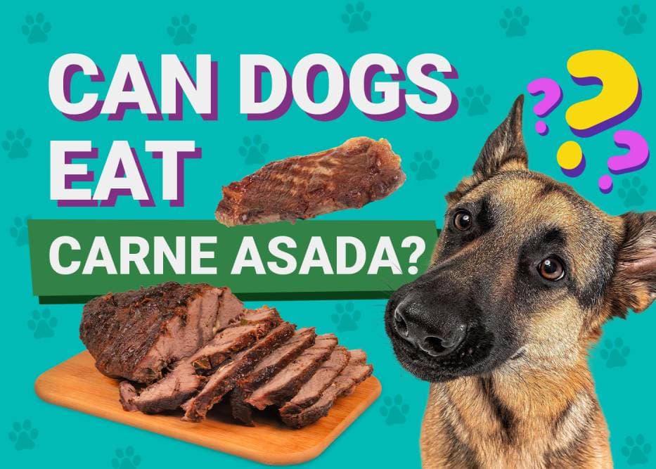 Can Dogs Eat_carne asada