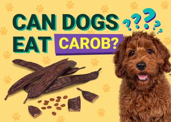 Can Dogs Eat_carob