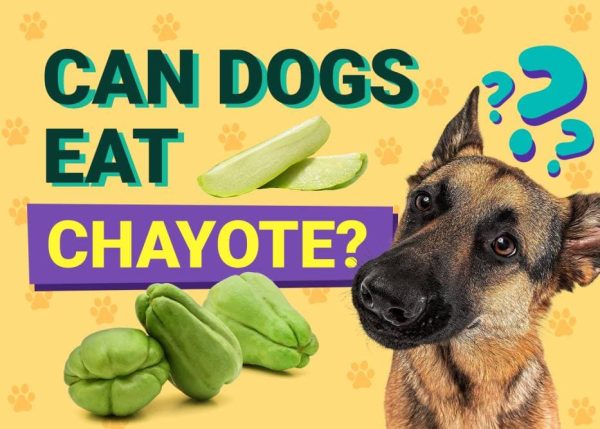 Can Dogs Eat_chayote