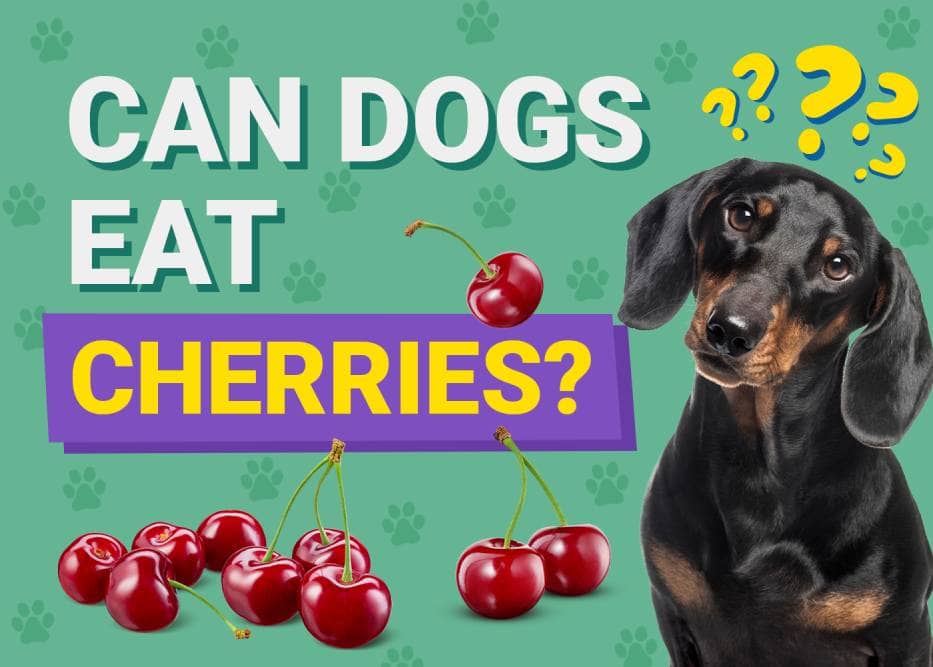 Can Dogs Eat_cherries