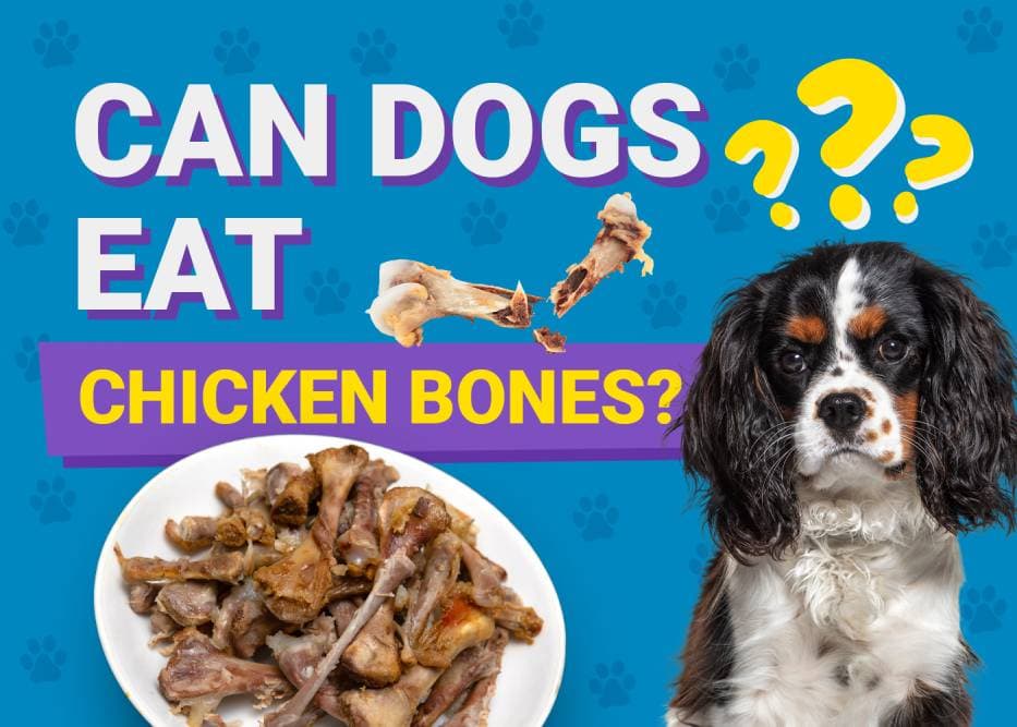 Can Dogs Eat_chicken bones