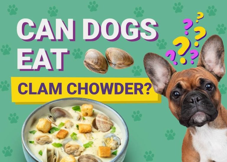 Can Dogs Eat Clam Chowder? VetReviewed Nutrition Facts & FAQ Dogster
