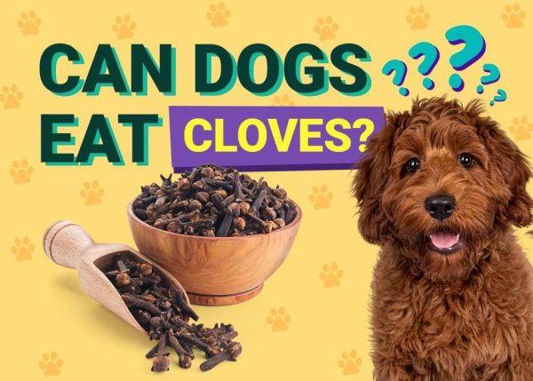 Can Dogs Eat_cloves