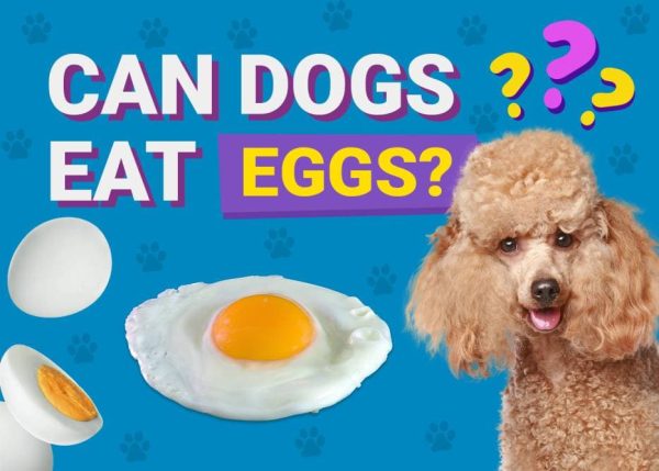 Can Dogs Eat_eggs
