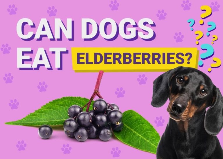 Can Dogs Eat Elderberries? VetReviewed Facts & FAQ Dogster