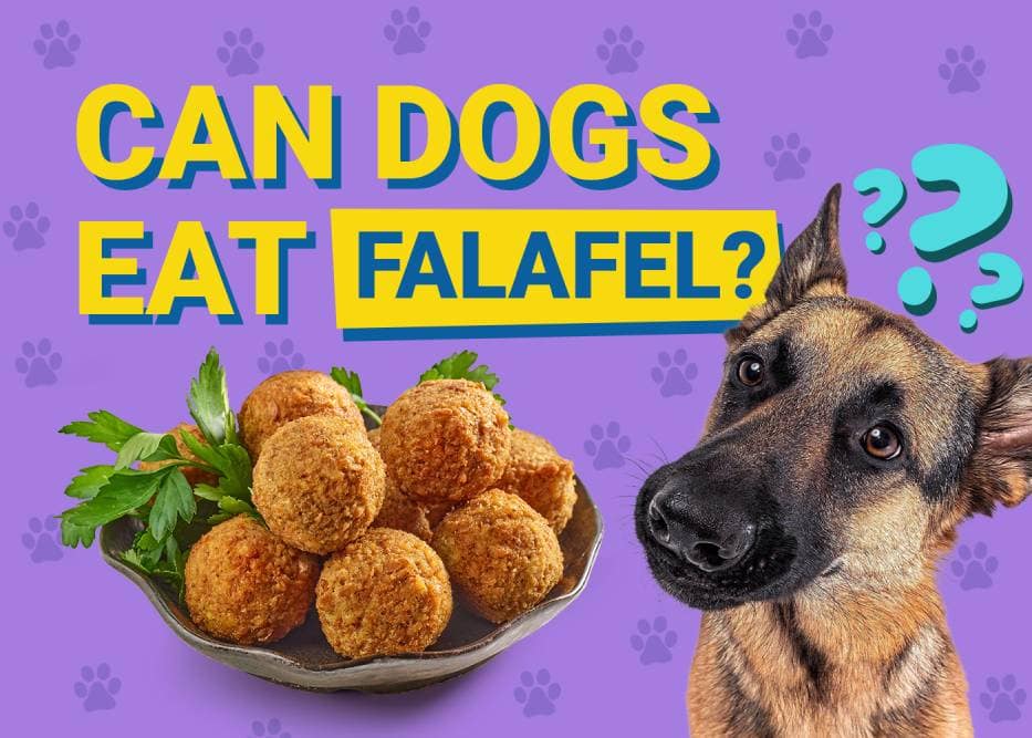 Can Dogs Eat_falafel