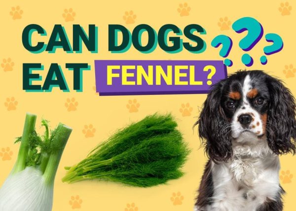 Can Dogs Eat_fennel