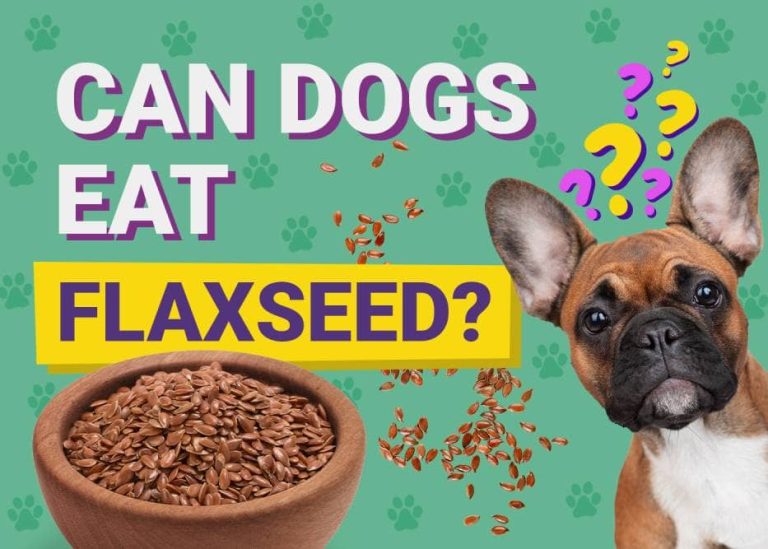 Can Dogs Eat Flaxseed? Vet Reviewed Diet & Health Facts Dogster
