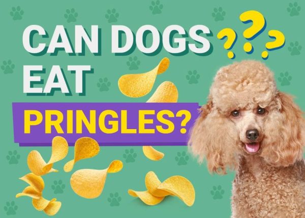 Can Dogs Eat_pringles