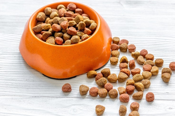 Can dogs eat dog food