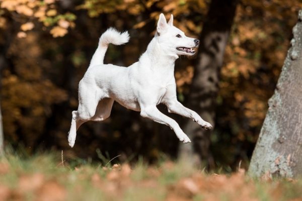 Canaan dog in the park