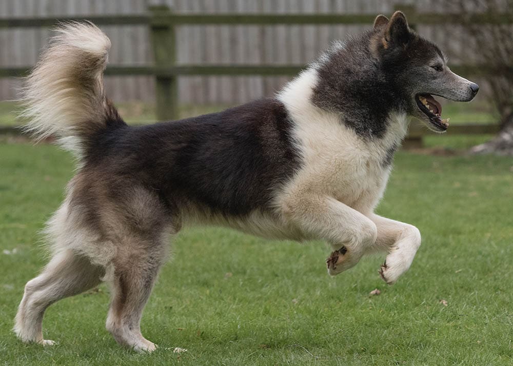 Canadian Eskimo or Canadian Inuit Dog