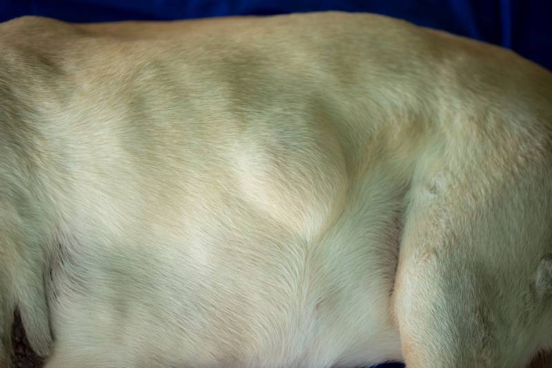 Cancer lipoma on a 15-year-old Labrador dog
