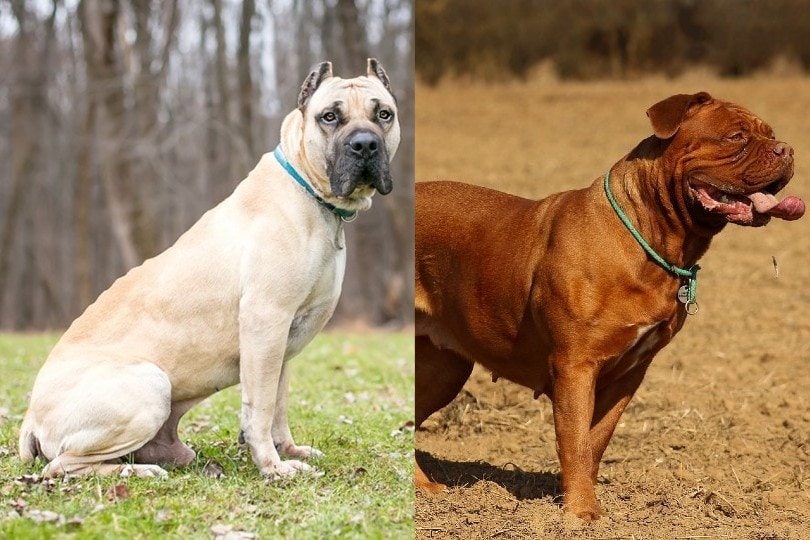 Cane Corso Dogue de Bordeaux mix