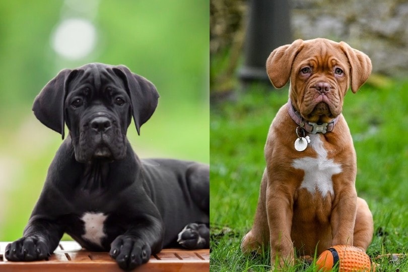 Cane Corso Dogue de Bordeaux puppy mix