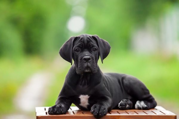 Cane Corso Puppy