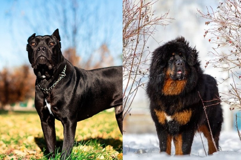 Cane Corso Tibetan Mastiff mix