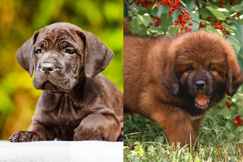 Cane Corso Tibetan Mastiff puppy mix