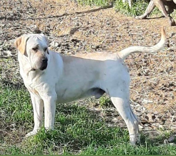 Cane Corso frumentino