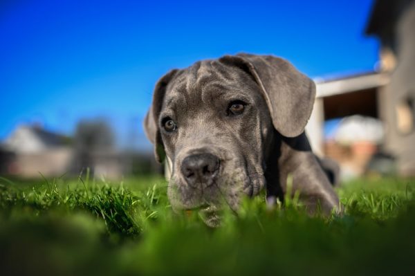 Cane Corso lying on grass