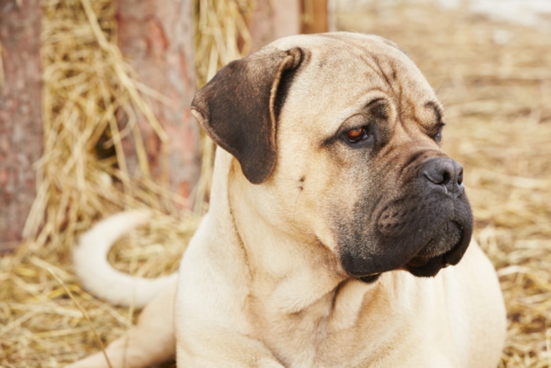 Cane corso sitting on the ground