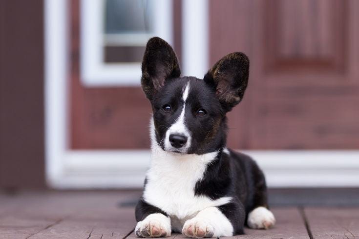 Cardigan-Welch-Corgi-Black-White