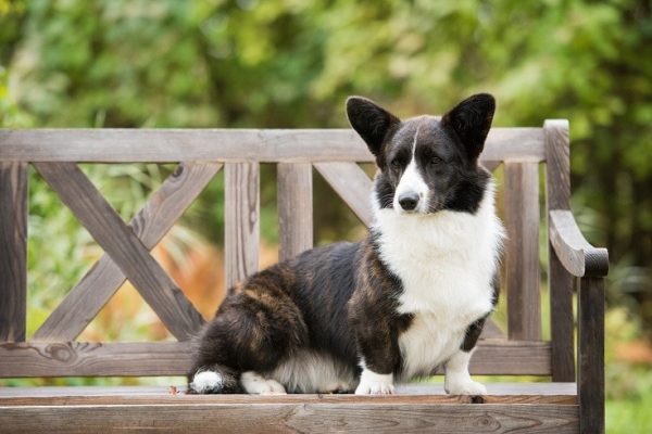 Cardigan Welsh Corgi