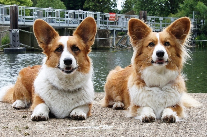 Cardigan Welsh Corgis