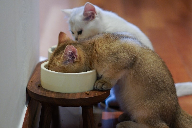 Cat Eating