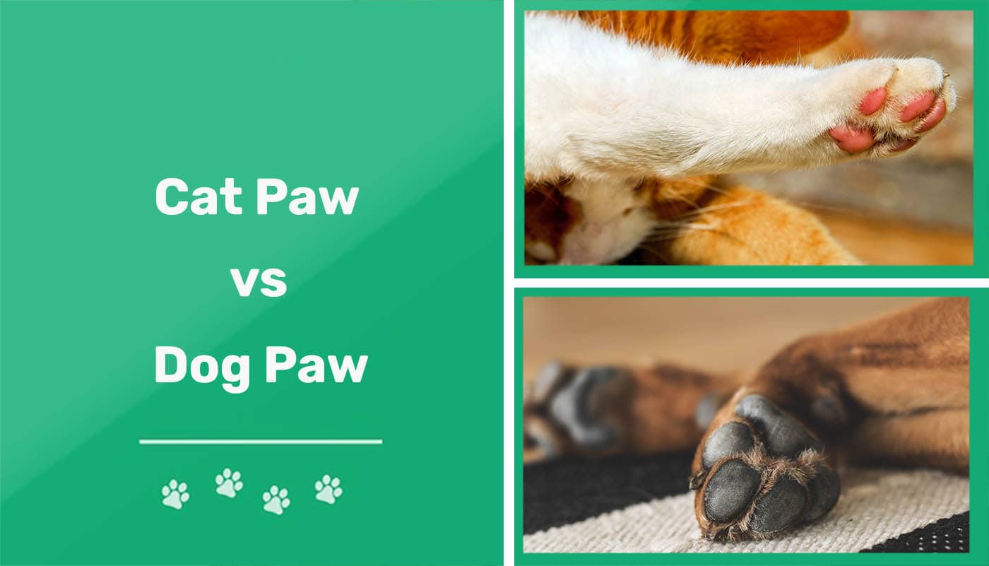 Cat Paw vs Dog Paw
