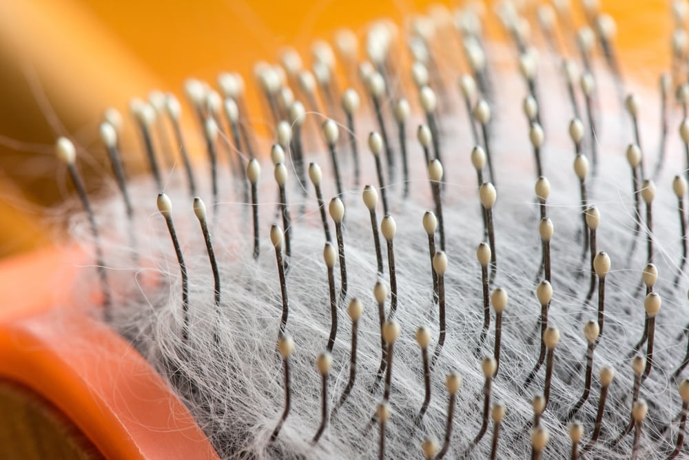 Cat Comb