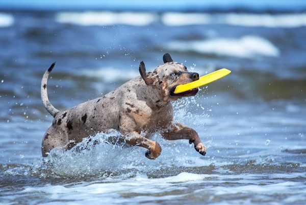 Catahoula dog playing in the sea