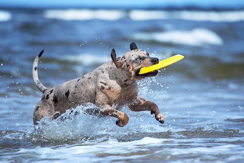 catahoula dog playing in the sea