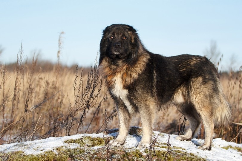 Caucasian Shepherd