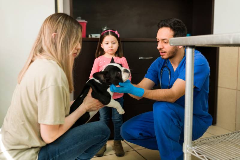 Caucasian mom and little daughter taking her sick Boston Terrier pet to the vet clinic