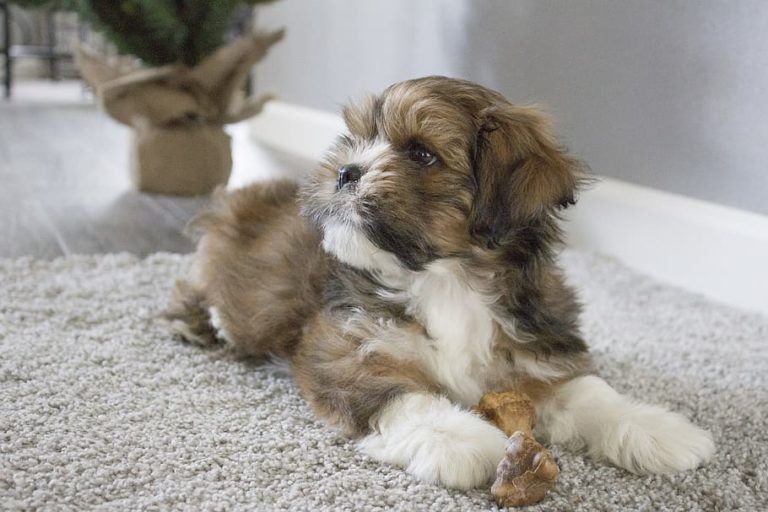 Cava-Tzu
