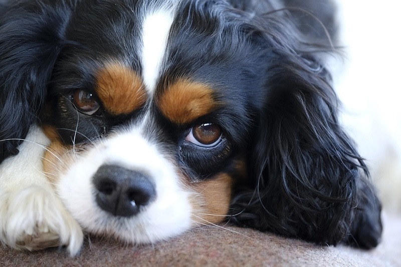 Cavalier-King-Charles-Spaniel-6