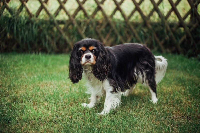 Cavalier King Charles Spaniel adult